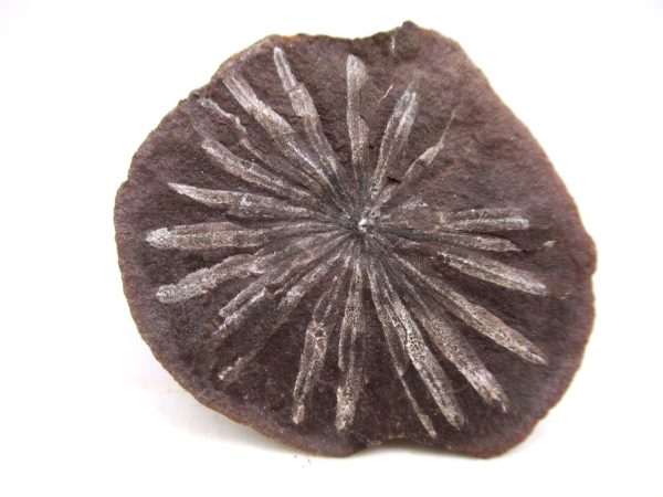 Mazon Creek Pennsylvanian Age Plant Nodule #171 - Image 3