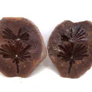 Mazon Creek Pennsylvanian Age Plant Nodule #173