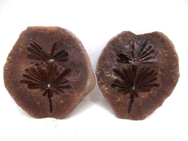 Mazon Creek Pennsylvanian Age Plant Nodule #173