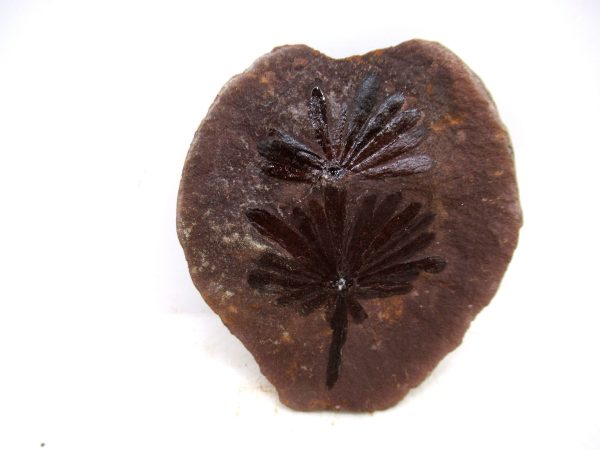Mazon Creek Pennsylvanian Age Plant Nodule #173 - Image 3