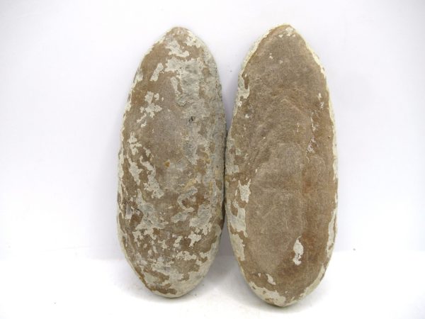Mazon Creek Pennsylvanian Age Plant Nodule #175 - Image 2