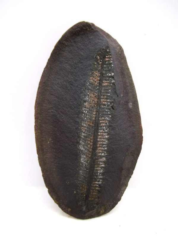 Mazon Creek Pennsylvanian Age Plant Nodule #177 - Image 3