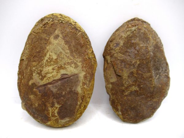 Mazon Creek Pennsylvanian Age Plant Nodule #178 - Image 2