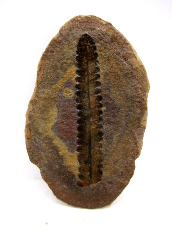 Mazon Creek Pennsylvanian Age Plant Nodule #178 - Image 3