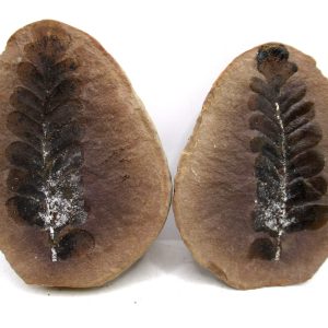 Mazon Creek Pennsylvanian Age Plant Nodule #179