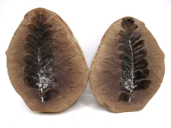 Mazon Creek Pennsylvanian Age Plant Nodule #179