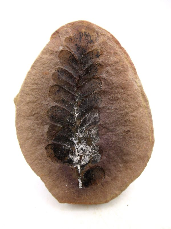 Mazon Creek Pennsylvanian Age Plant Nodule #179 - Image 4