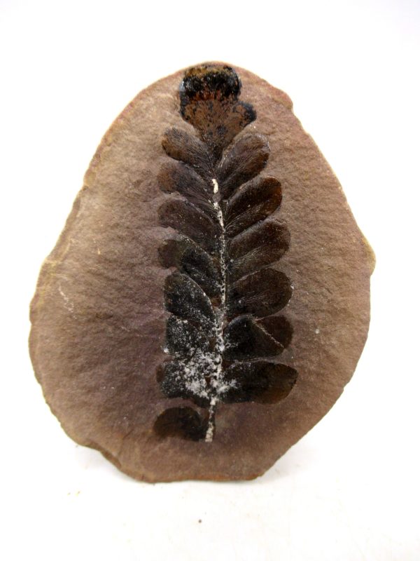 Mazon Creek Pennsylvanian Age Plant Nodule #179 - Image 3