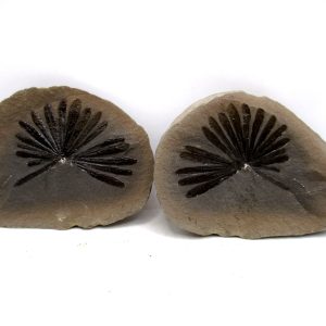Mazon Creek Pennsylvanian Age Plant Nodule #180