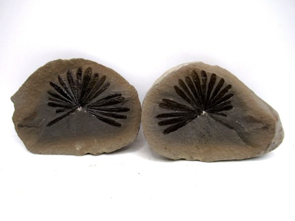 Mazon Creek Pennsylvanian Age Plant Nodule #180