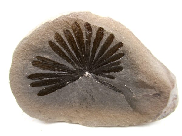 Mazon Creek Pennsylvanian Age Plant Nodule #180 - Image 3