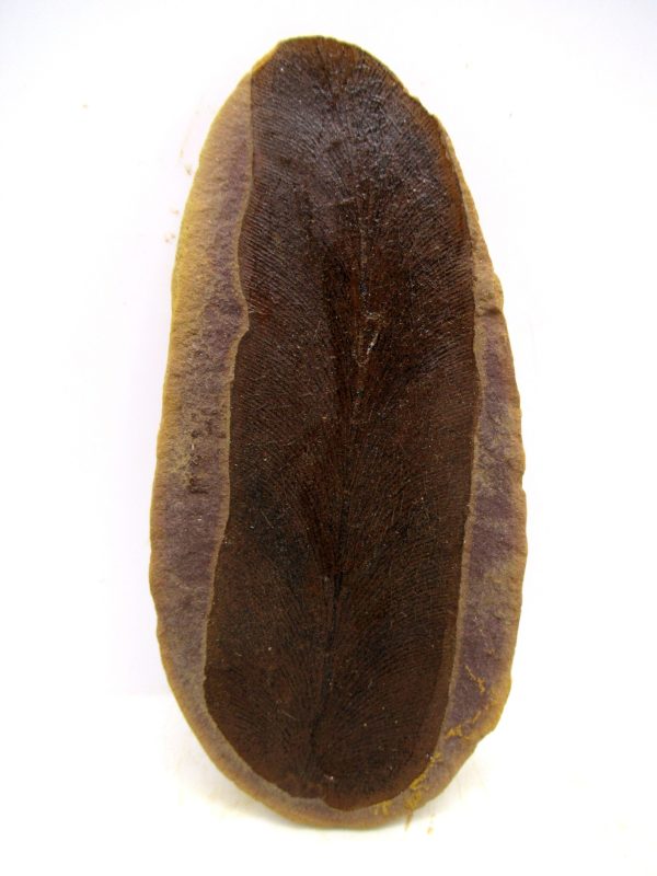 Mazon Creek Pennsylvanian Age Plant Nodule #181 - Image 3