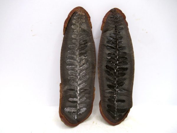 Mazon Creek Pennsylvanian Age Plant Nodule #182