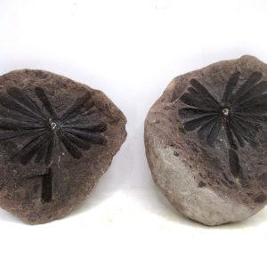 Mazon Creek Pennsylvanian Age Plant Nodule #183
