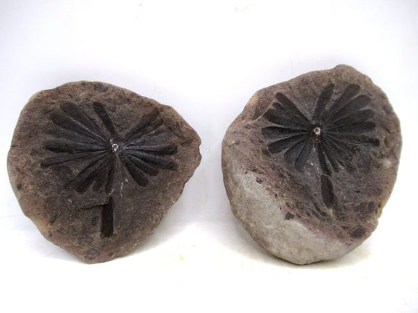 Mazon Creek Pennsylvanian Age Plant Nodule #183