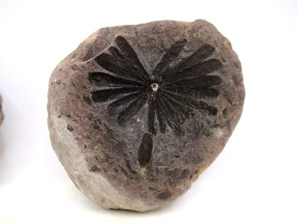 Mazon Creek Pennsylvanian Age Plant Nodule #183 - Image 4