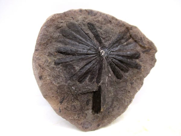 Mazon Creek Pennsylvanian Age Plant Nodule #183 - Image 3