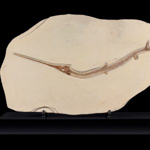 Cretaceous Lebanon Fish - Dercetis serpentinus