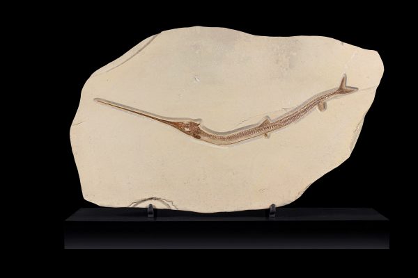Cretaceous Lebanon Fish - Dercetis serpentinus