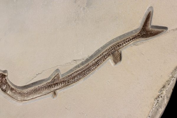 Cretaceous Lebanon Fish - Dercetis serpentinus - Image 6