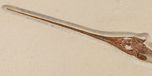 Cretaceous Lebanon Fish - Dercetis serpentinus - Image 5