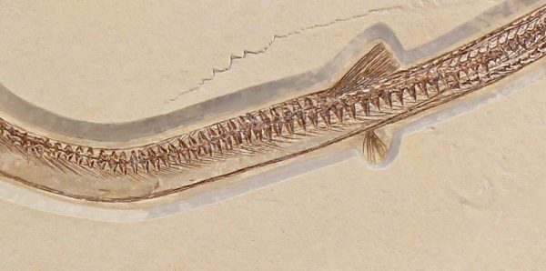Cretaceous Lebanon Fish - Dercetis serpentinus - Image 4