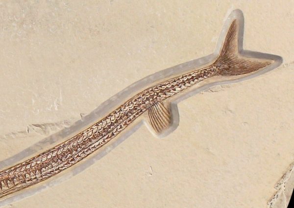 Cretaceous Lebanon Fish - Dercetis serpentinus - Image 3