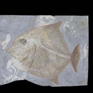 Cretaceous Lebanon Fish - Pycnodontiformes