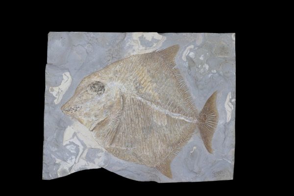 Cretaceous Lebanon Fish - Pycnodontiformes