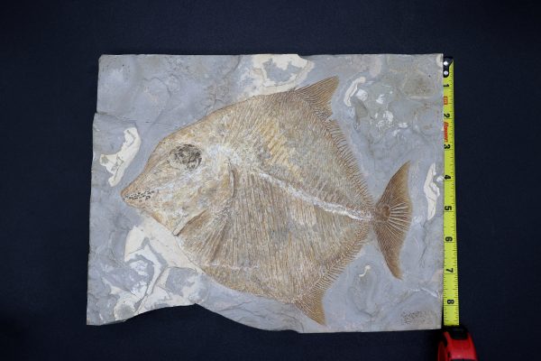 Cretaceous Lebanon Fish - Pycnodontiformes - Image 2