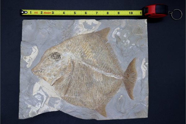 Cretaceous Lebanon Fish - Pycnodontiformes - Image 7