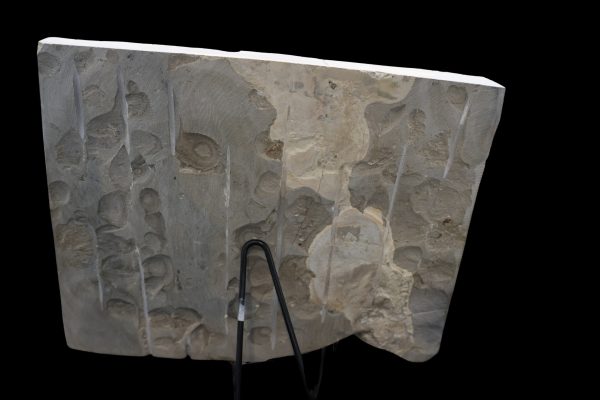 Cretaceous Lebanon Fish - Pycnodontiformes - Image 6