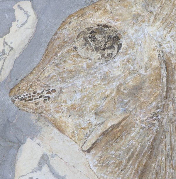 Cretaceous Lebanon Fish - Pycnodontiformes - Image 5