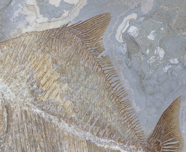 Cretaceous Lebanon Fish - Pycnodontiformes - Image 4