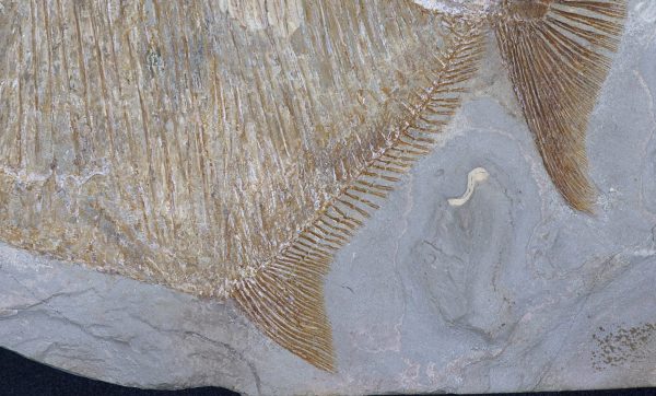 Cretaceous Lebanon Fish - Pycnodontiformes - Image 3