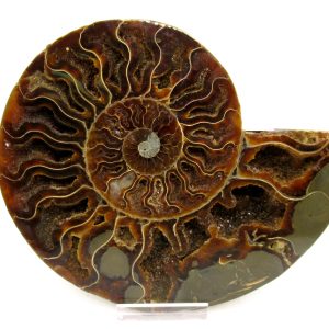 General Cretaceous Age Cleoniceras Ammonite Lg Pair Fossils From Madagascar For Sale #144