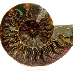General Cretaceous Age Cleoniceras Ammonite Lg Pair Fossils From Madagascar For Sale #145