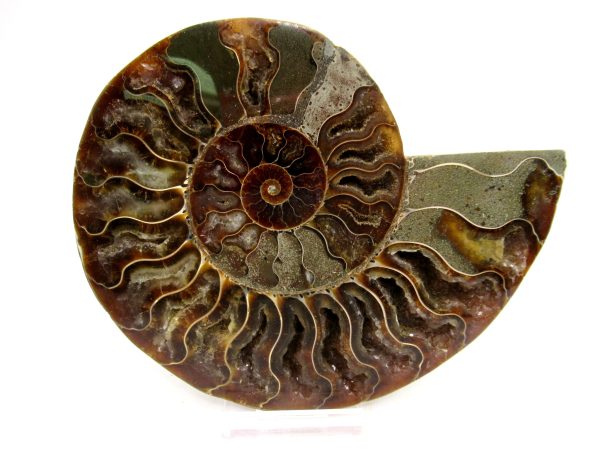 Madagascar Ammonite Pair Fossil for Sale LG+~ 5.07" #145