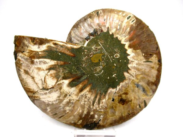 Madagascar Ammonite Pair Fossil for Sale LG+~ 5.07" #145 - Image 2