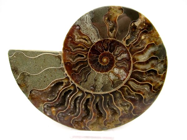 Madagascar Ammonite Pair Fossil for Sale LG+~ 5.07" #145 - Image 4