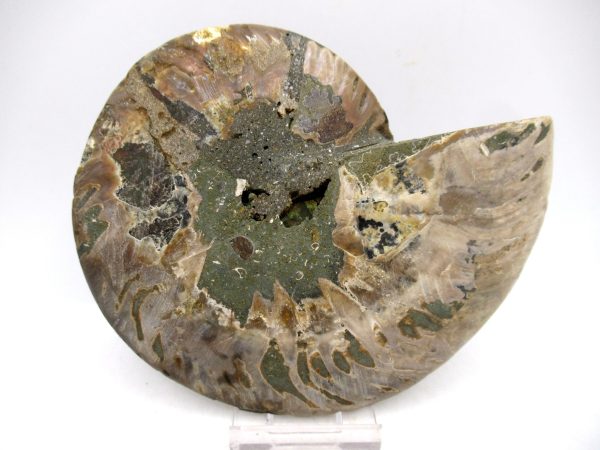Madagascar Ammonite Pair Fossil for Sale LG+~ 5.07" #145 - Image 3