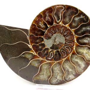 General Cretaceous Age Cleoniceras Ammonite Lg Pair Fossils From Madagascar For Sale #146