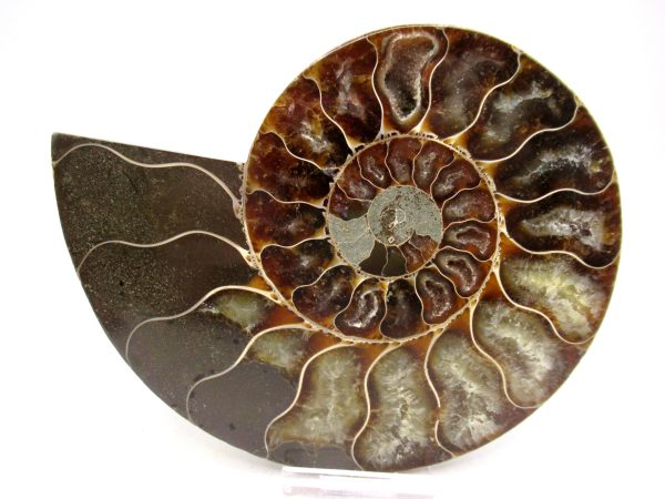 Madagascar Ammonite Pair Fossil for Sale LG+~ 5.49" #146