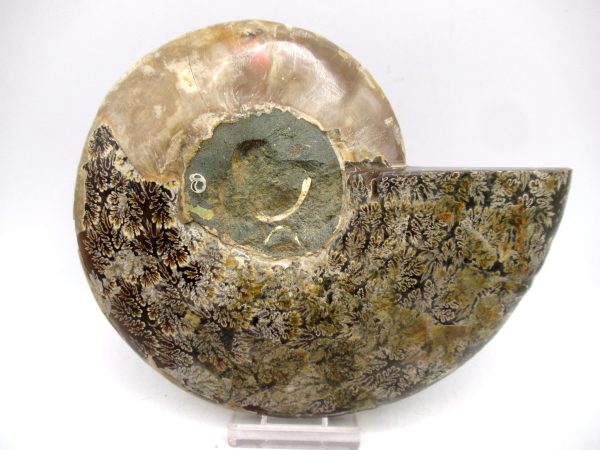 Madagascar Ammonite Pair Fossil for Sale LG+~ 5.49" #146 - Image 2