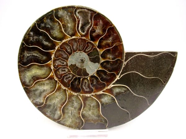 Madagascar Ammonite Pair Fossil for Sale LG+~ 5.49" #146 - Image 4