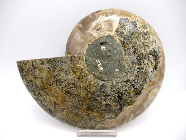 Madagascar Ammonite Pair Fossil for Sale LG+~ 5.49" #146 - Image 3