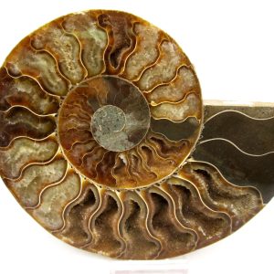 General Cretaceous Age Cleoniceras Ammonite Lg Pair Fossils From Madagascar For Sale #147