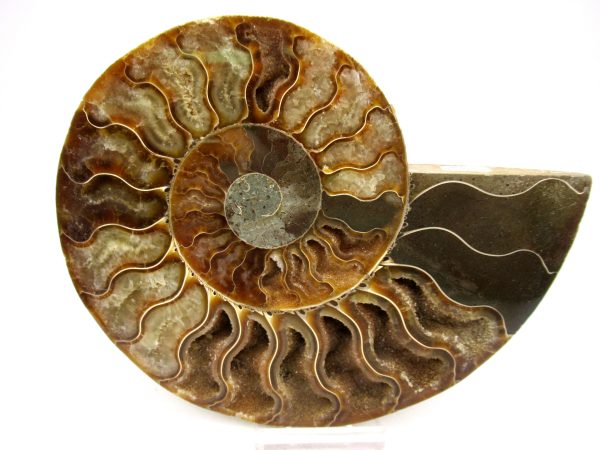 Madagascar Ammonite Pair Fossil for Sale LG+~ 5.68" #147