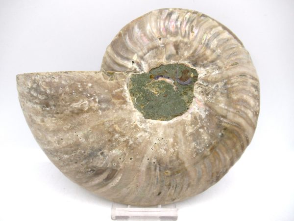 Madagascar Ammonite Pair Fossil for Sale LG+~ 5.68" #147 - Image 2