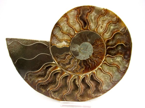 Madagascar Ammonite Pair Fossil for Sale LG+~ 5.68" #147 - Image 4